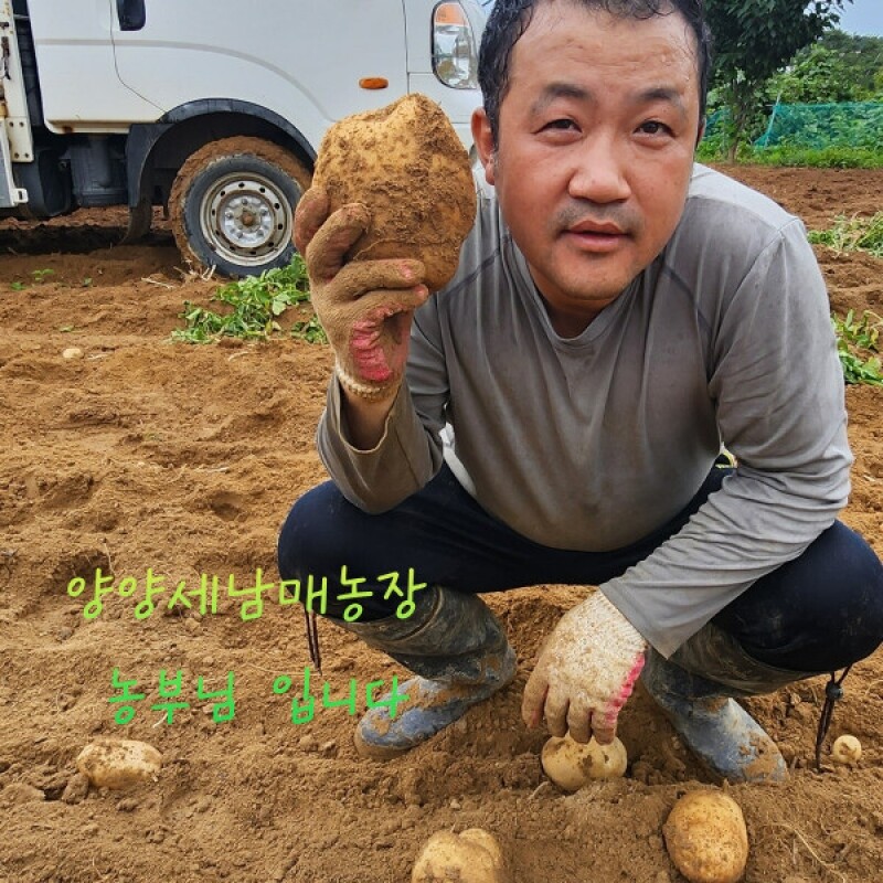 상운유통(양양세남매농장),양양세남매농장 강원도  두백 햇감자 5kg,10kg,20kg