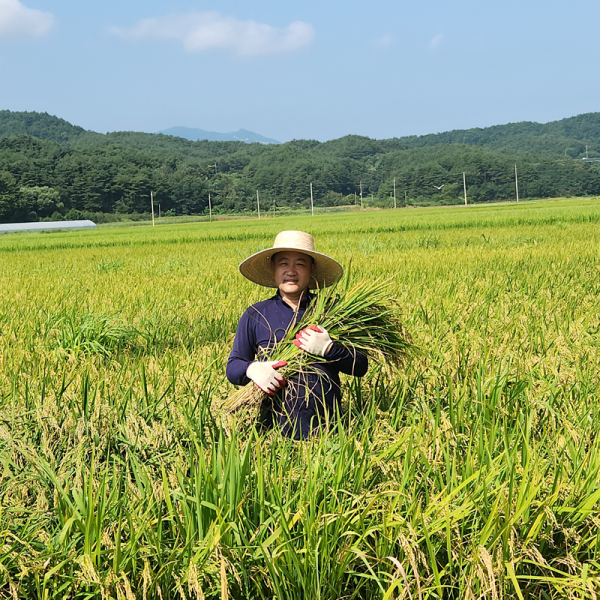 상운유통(양양세남매농장),양양세남매농장 해뜨미 20kg  (25년햅쌀  품종 알찬미)